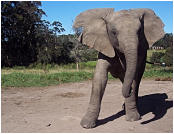 Knysna Elephant Park