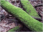 Knysna Forest