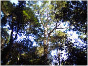 Knysna Forest