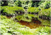 Knysna Forest